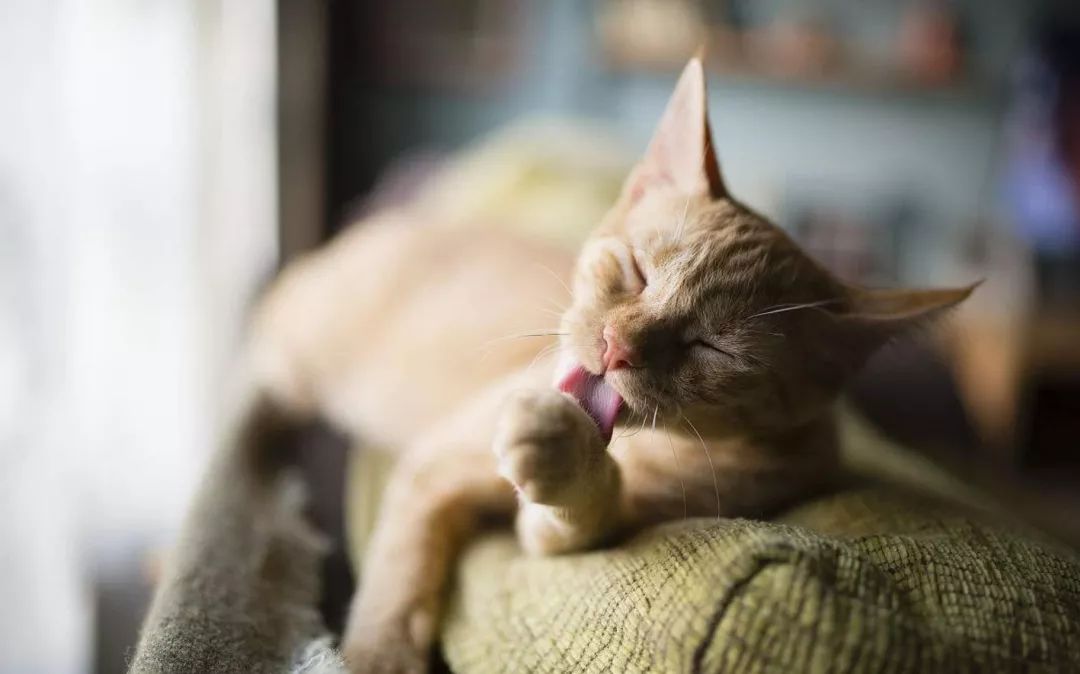 猫咪身上寄生虫怎么处理,猫咪身上的寄生虫怎么处理