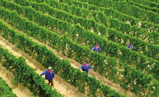 山药浅生种植槽种植技术,山药是起垄种植还是平地种植