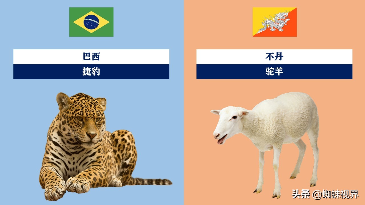 60秒认识中国55项世界遗产,世界各国的代表动物分别是