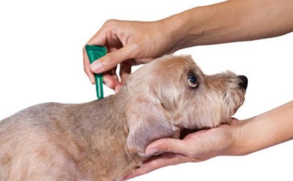 狗狗怎么养才能养胖,狗狗喂养指南从养狗小白进阶