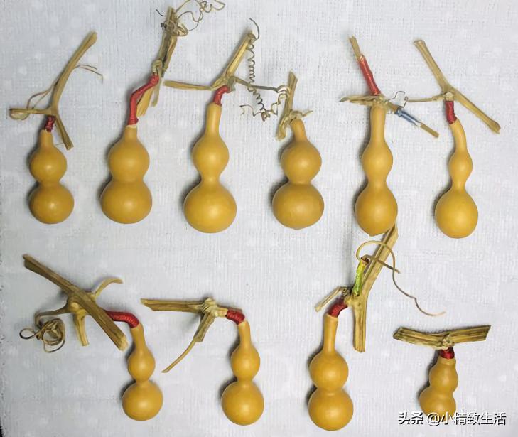 阳台种小葫芦温度高阳光强,盆里种葫芦的正确方法