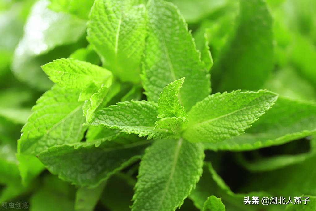 常见野菜的种类和图片大全 (各种野菜大全带图片)