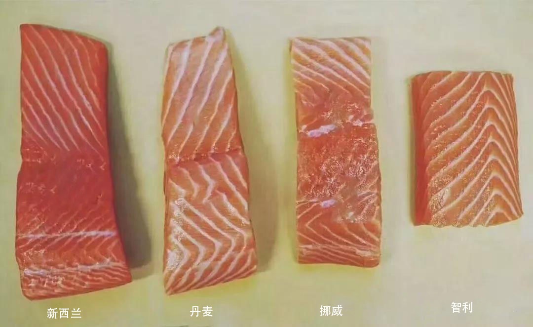 科普中国三文鱼,智利三文鱼