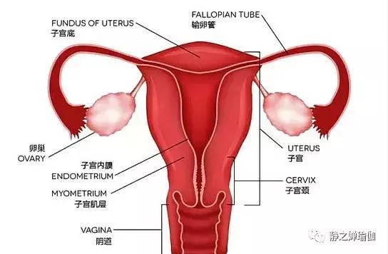 子宫里面的垃圾要怎么才能排干净,子宫内垃圾都有哪些
