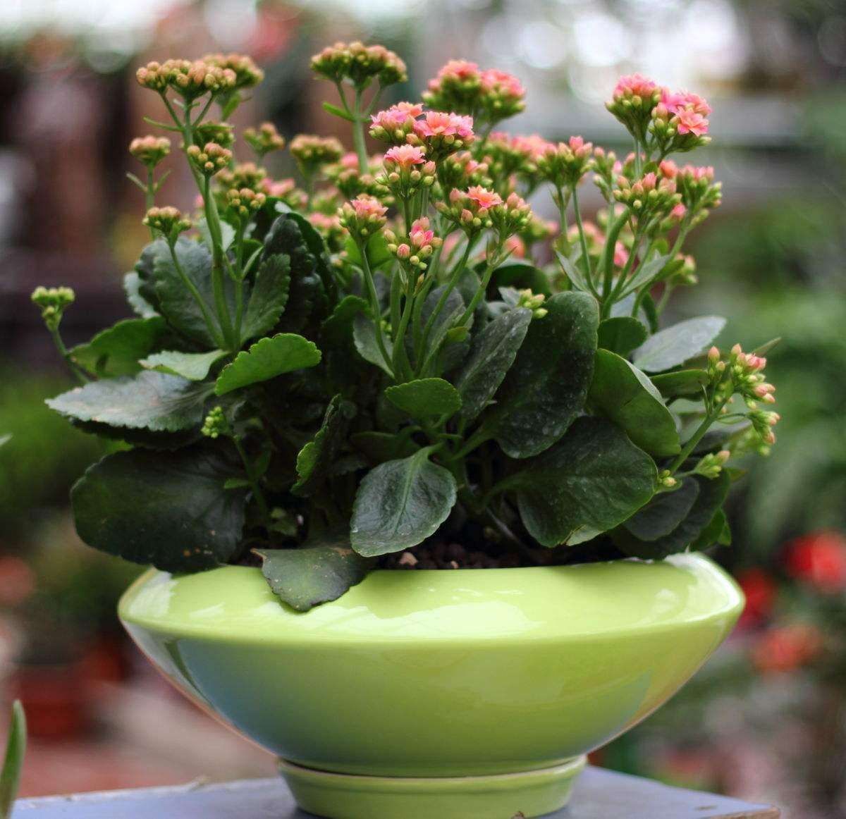 制作老桩树,可以做老桩的草本植物