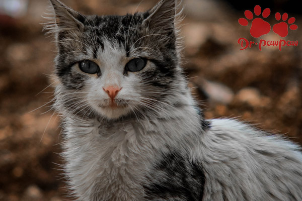 爪爪博士猫咪感冒药,爪爪博士宠物怎么样