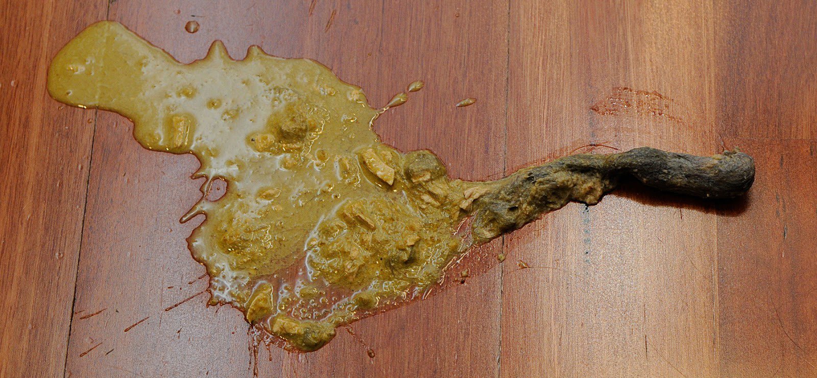 猫咪呕吐不仅是消化疾病引起,你想知道的预防措施都在这