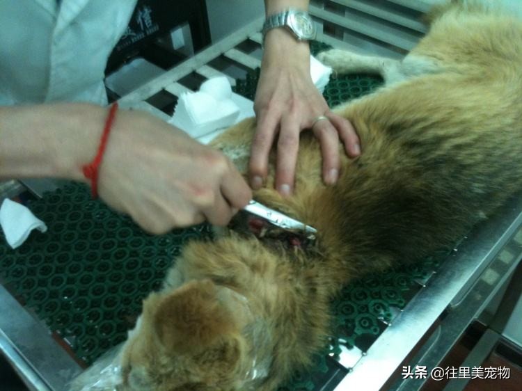 猫咪后腿软组织受伤多久能恢复,宠物狗病预防知识大全