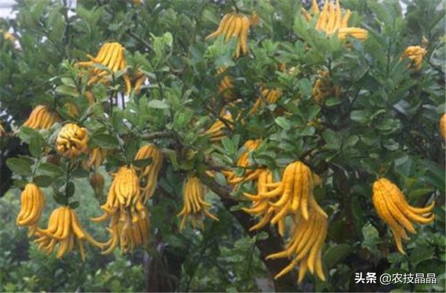 冬天从网上买的佛手苗怎么种植,种三年佛手一亩产量有多少