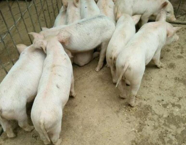 小猪拉肚子用什么药最好使,小猪拉肚子土办法