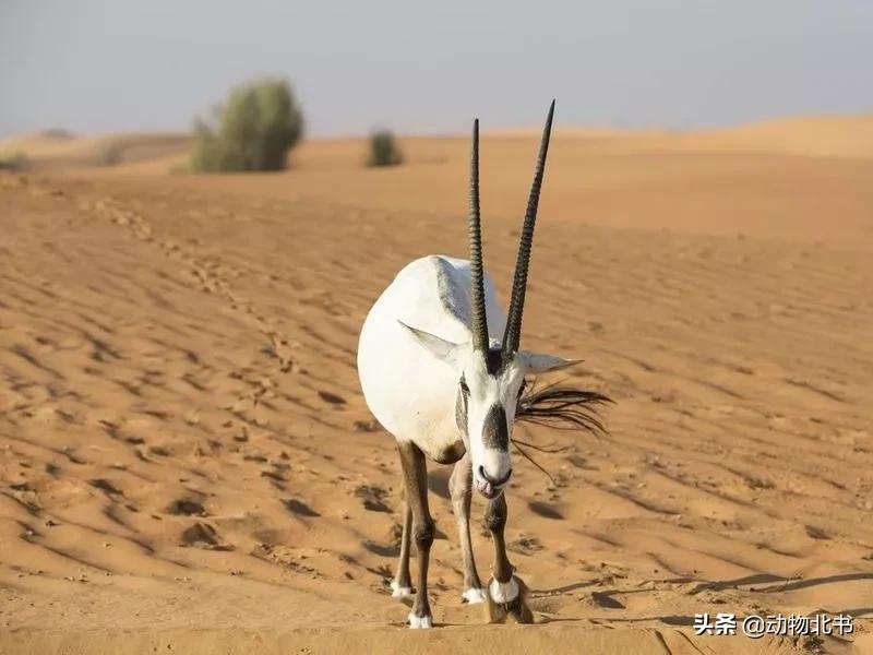 中国36个省份代表的动物,20种有代表性的动物