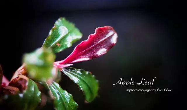 卡佩特k5辣椒榕为什么这么贵,辣椒榕k5为什么贵