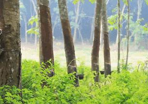 买真正的乳胶枕,去泰国哪里买乳胶枕正品便宜