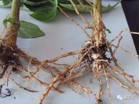 治疗根腐病用什么药,桃树根腐病的治疗方法