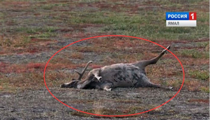 猛犸象牙携带远古病毒,猛犸象牙有远古病毒吗