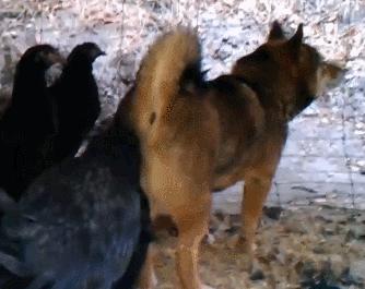 人狗大战电影免费观看,第一次人机大战视频