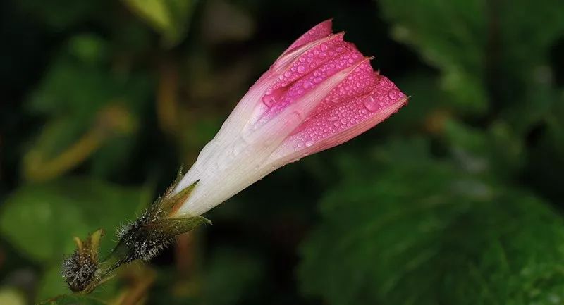 家在黄陂——连载9