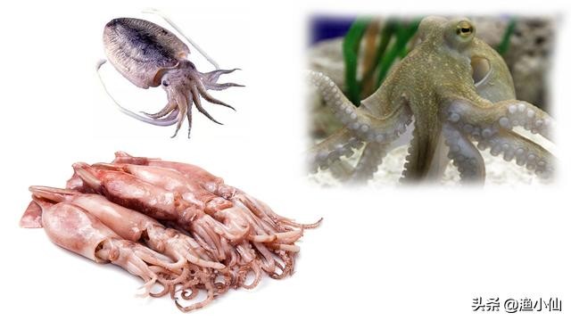 章鱼和鱿鱼乌贼哪个更聪明,墨鱼鱿鱼和章鱼哪个营养价值最高