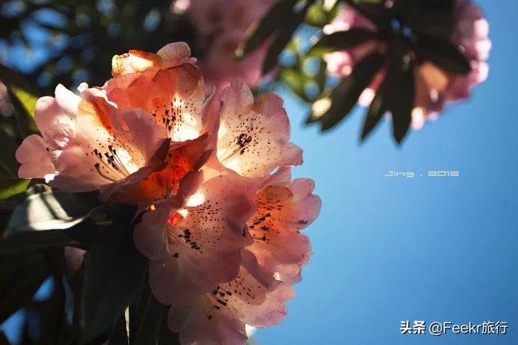 全球最大樱花基地原来就藏在贵州！万亩花海通到湖，机票低至2折