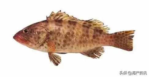海洋科普世界上都有什么鱼,十种受欢迎的海鲜鱼类