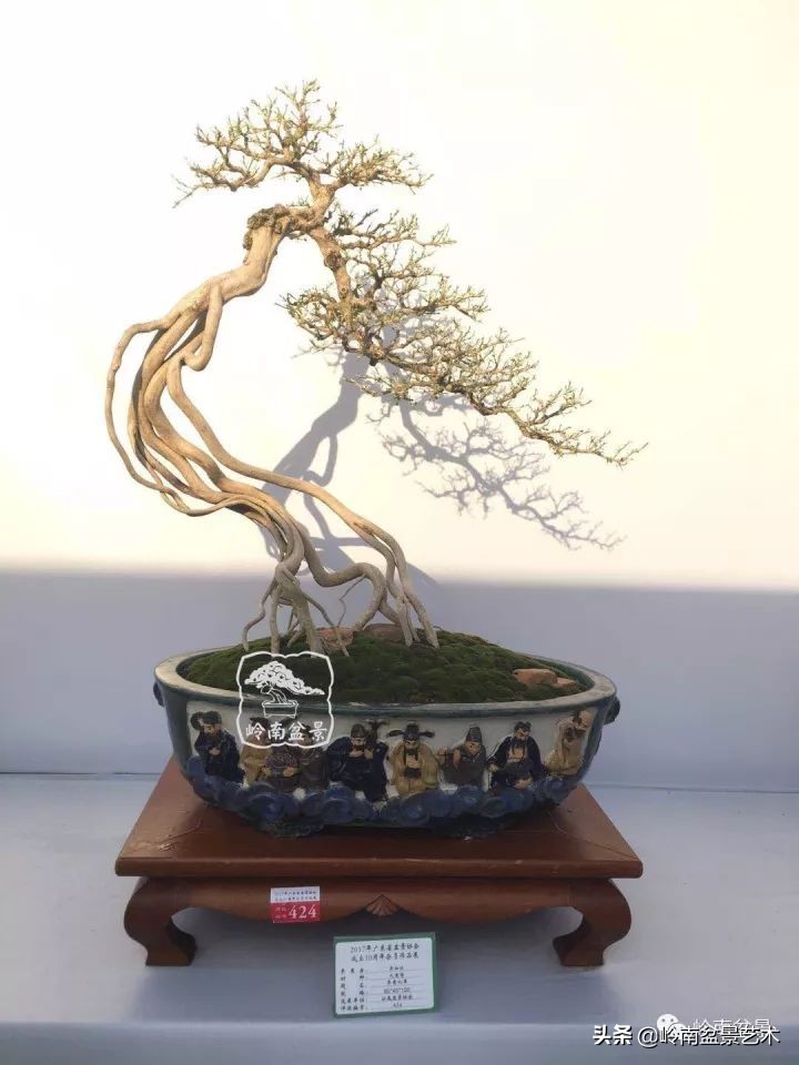 以根代杆下细上粗式盆景图片,十种适合吊着养的盆景