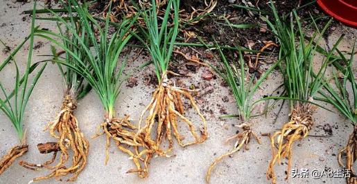 春兰姜氏荷兰名品欣赏,姜氏荷兰花春兰