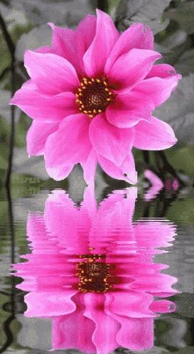 明星小主播杨梓序：《走进初夏》作者‖抒雅