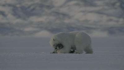 豆瓣netflix电影,bbc地球奇观纪录片