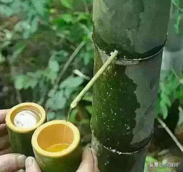 竹子酒到底好不好喝,竹子酒属于什么酒