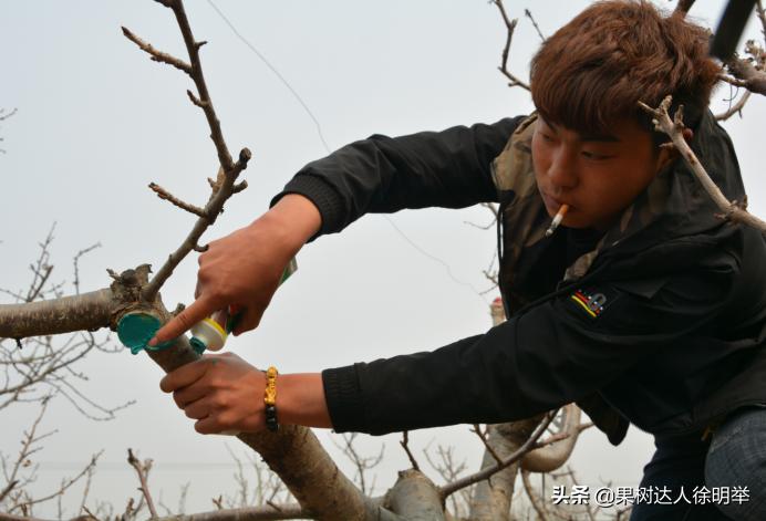 大樱桃枝叶过密怎么处理,大樱桃整形修剪中存在的问题