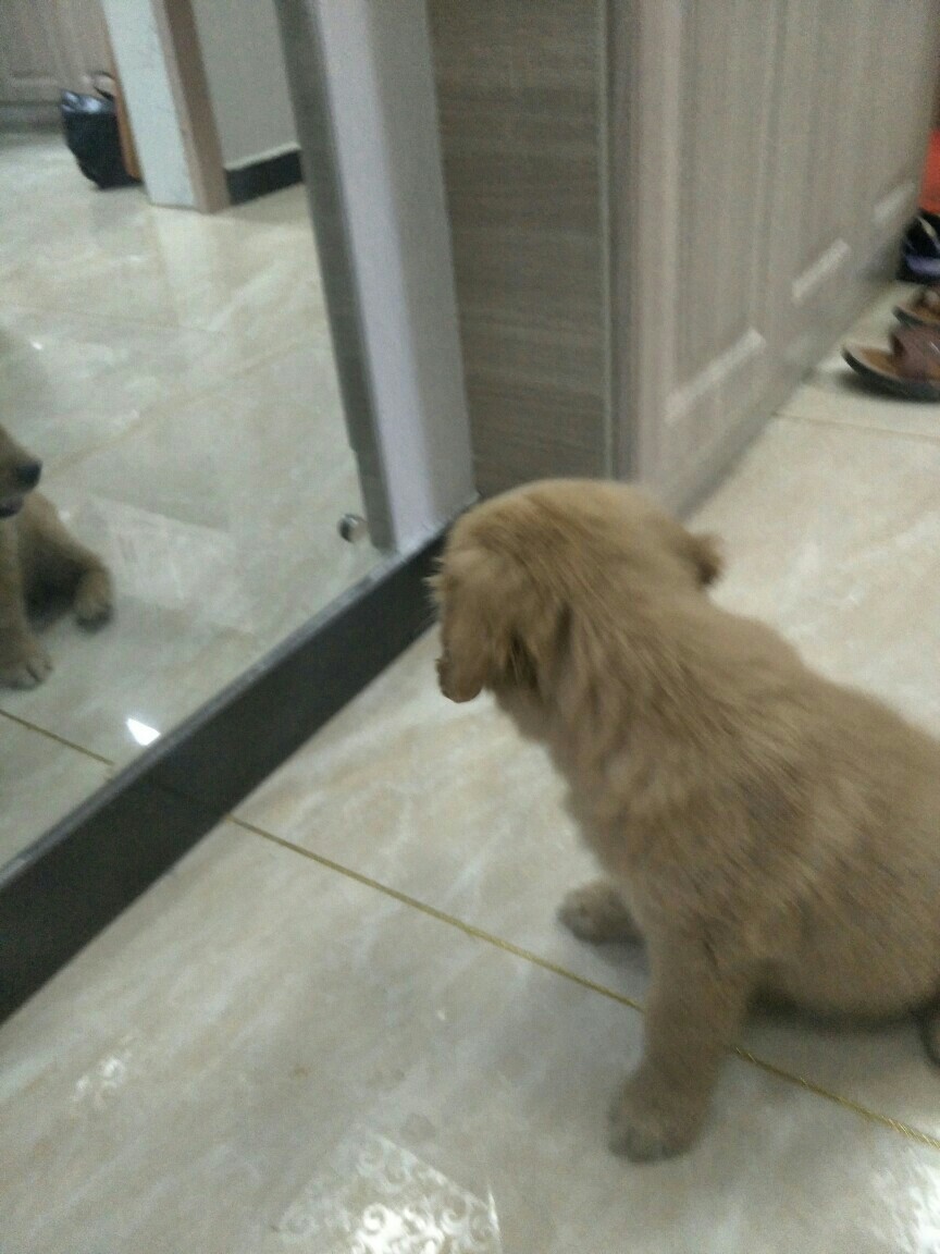 小金毛孤独一人,小金毛的快乐时光