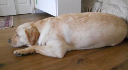 哪些水果不能喂宠物,狗狗不能吃果核