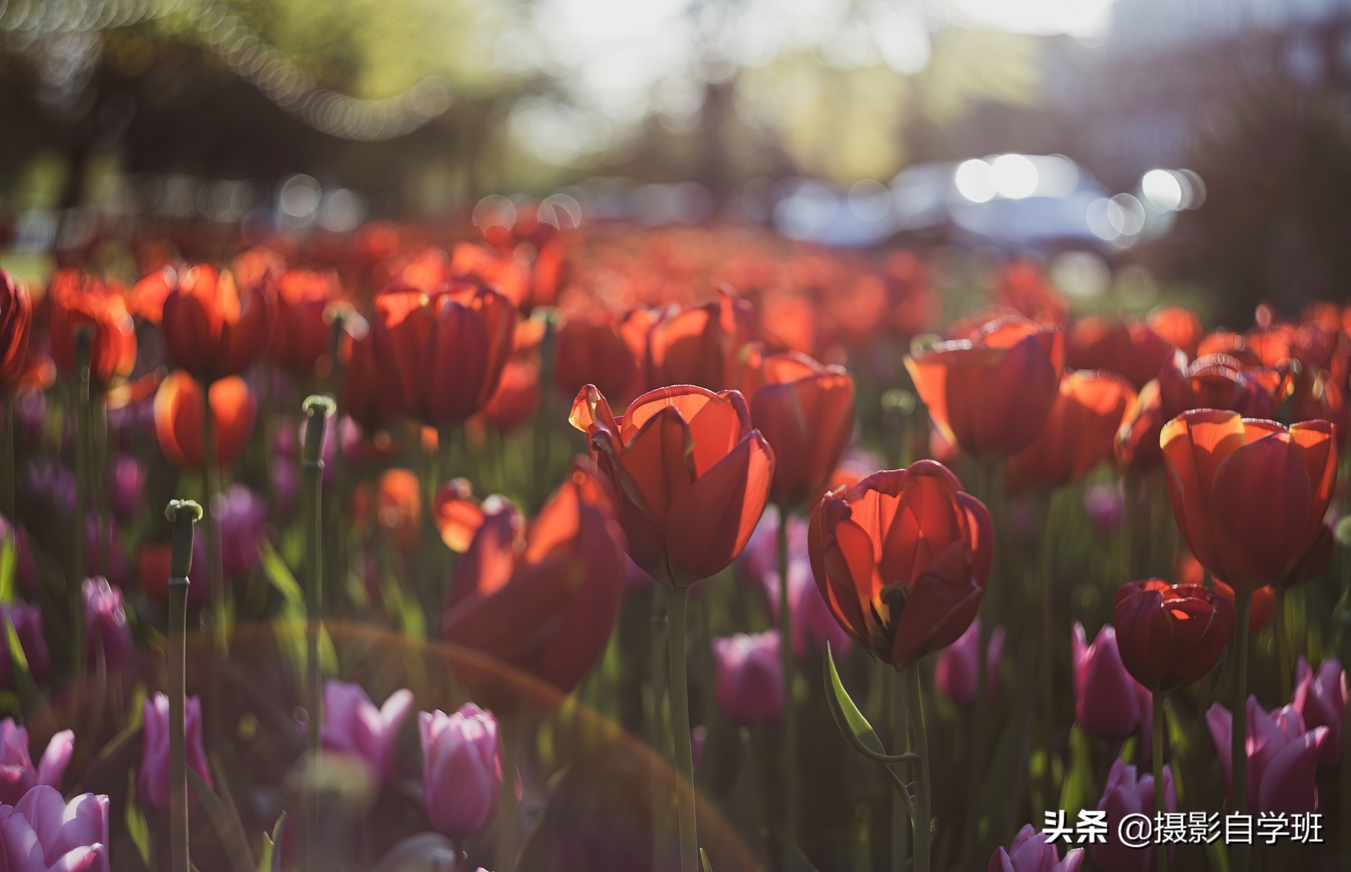 拍花朵怎么拍出来的又多又好看,怎样拍摄小花朵最好看