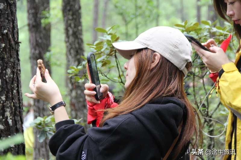 村里发展赤松茸产业助力乡村振兴,保护松茸资源助推乡村振兴