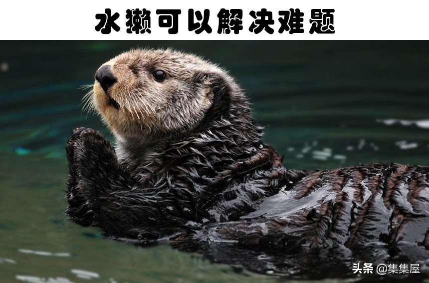 6个关于老鼠的有趣小知识,6个关于老鼠的有趣知识