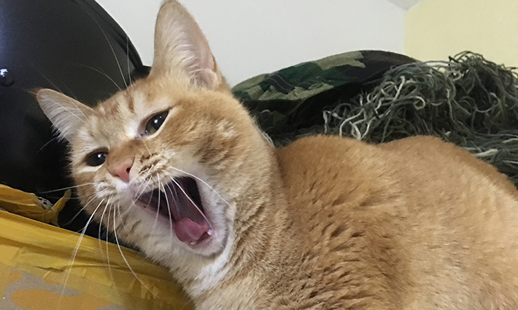 猫爱干净为什么还有跳蚤,猫爱干净的表现