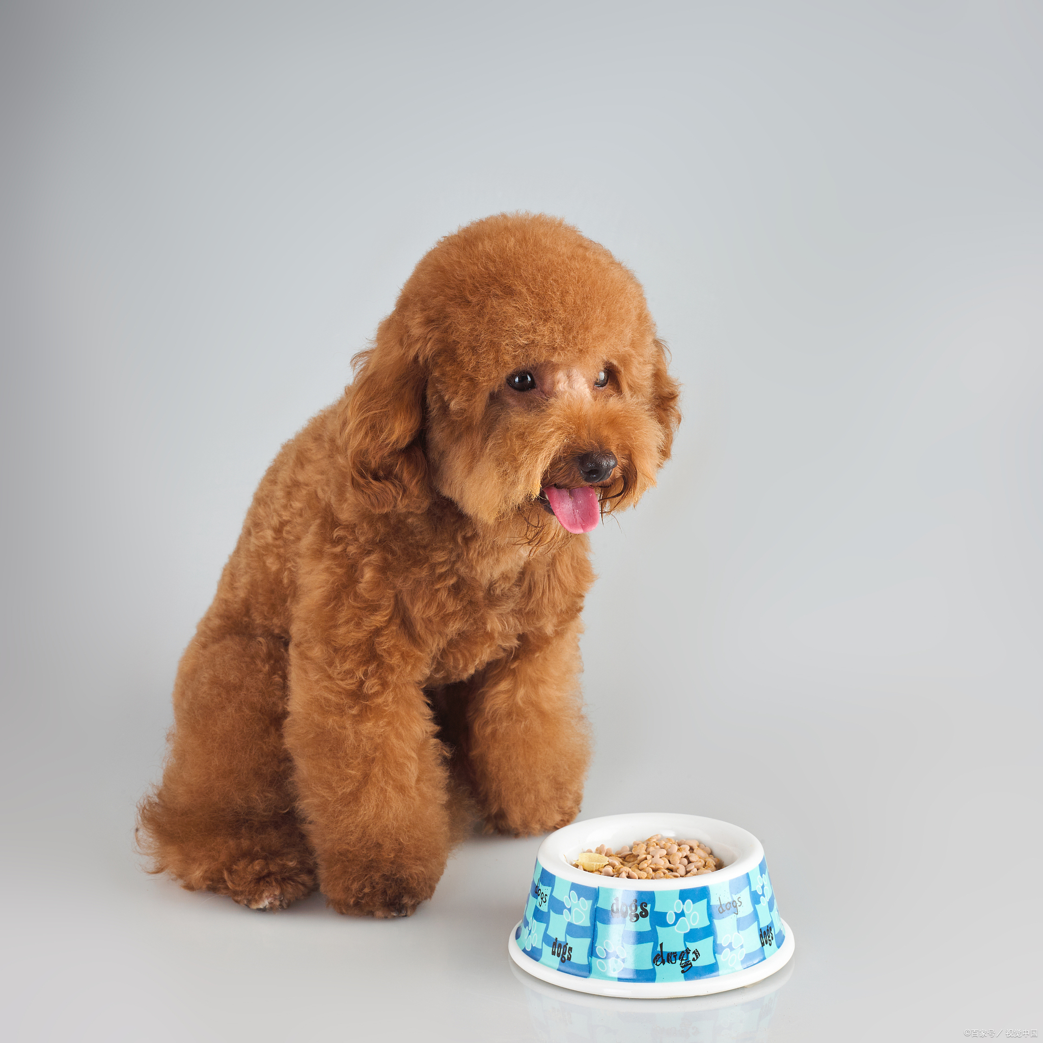 养泰迪犬的禁忌是什么呀,冬天养泰迪十大禁忌