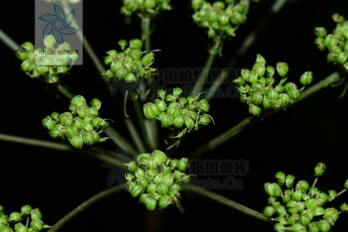 藁本神农本草经,神农本草经葛根原文