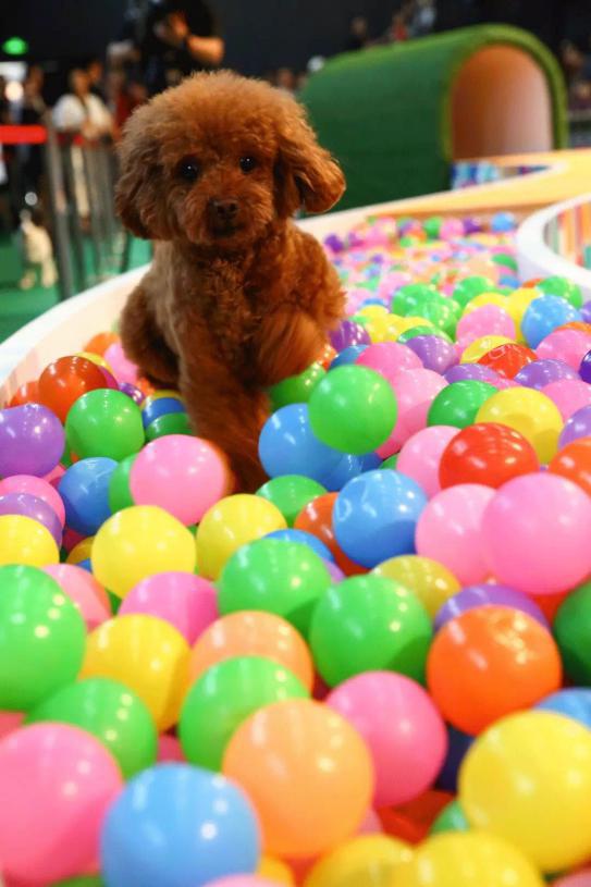 宠爱嘉年华小视频,宠爱嘉年华