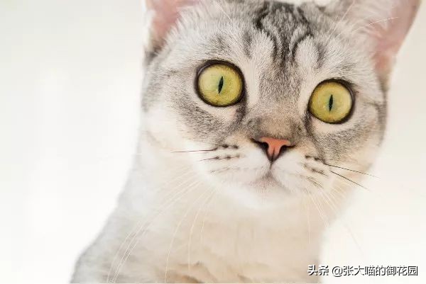 人猫共患的眼睛疾病,养猫警告人猫共同传染病你了解吗