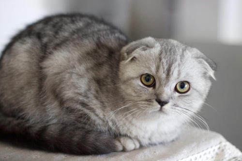 猫咪品种大全及图片与介绍,白色带渐黄短毛猫咪品种大全