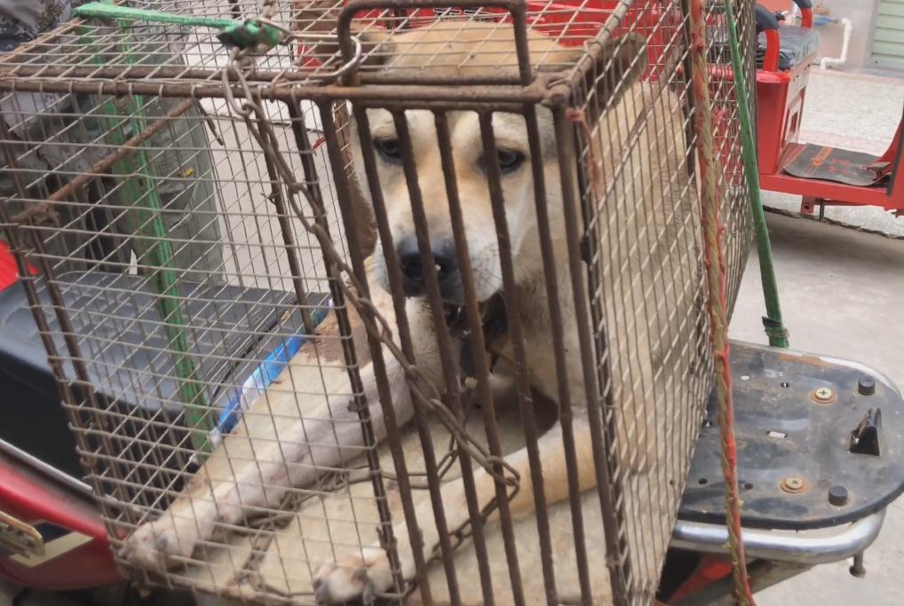 把价值5000的狗当肉狗卖掉,宠物被当肉狗卖