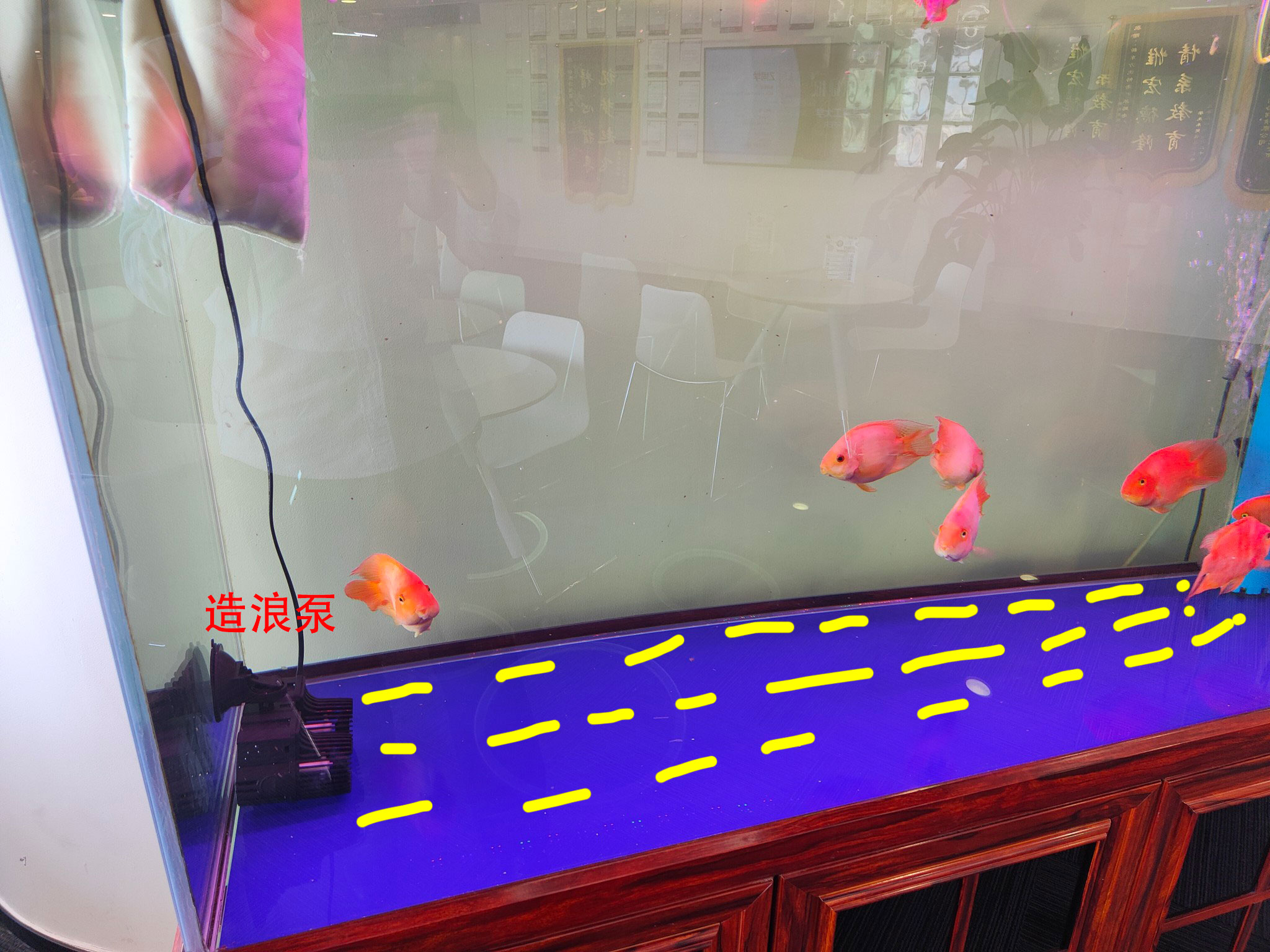 底滤鱼缸里鱼粪排不出去,底滤鱼缸鱼屎吸不走怎么办