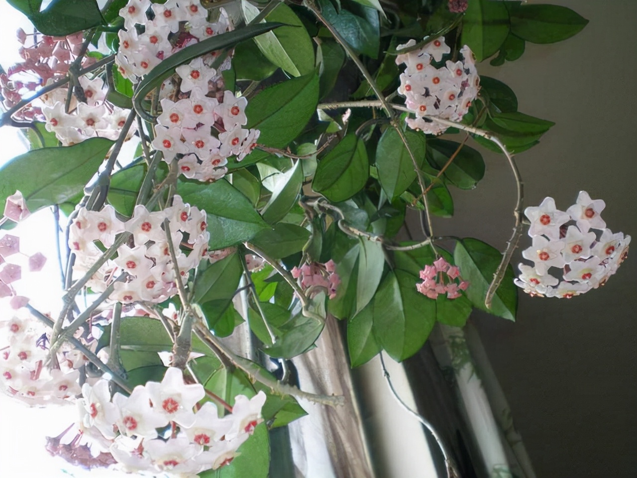 球兰生长缓慢打出花苞后不动了,球兰花快速生长