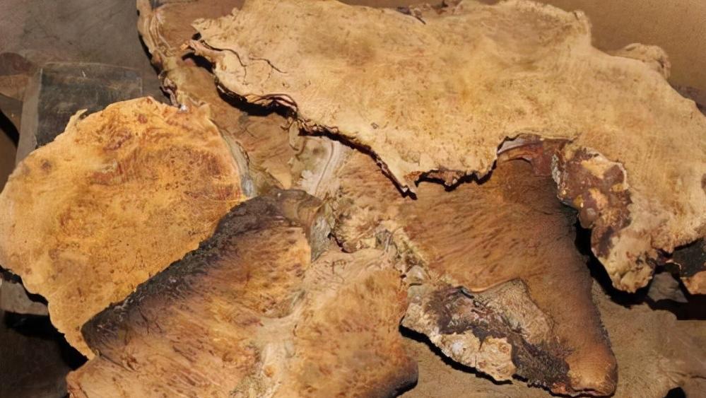 头骨最值钱鸟,头骨很珍贵的鸟