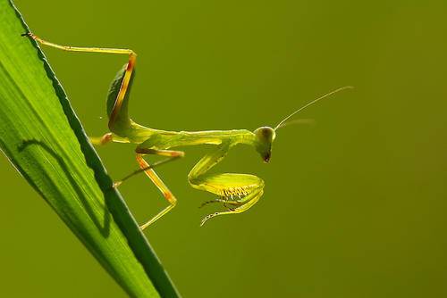 公螳螂会不会被母螳螂吃掉,公螳螂被母螳螂吃掉为什么不反抗