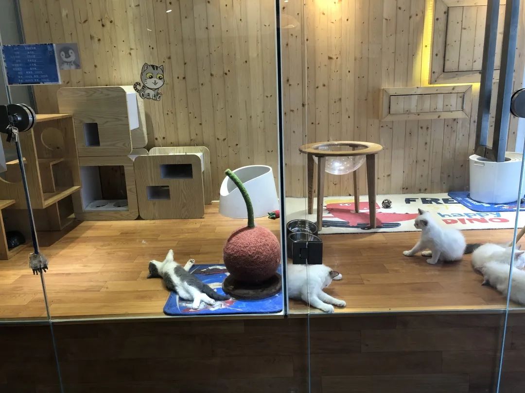 欢迎同行入内,这是一家为宠物店而开的宠物