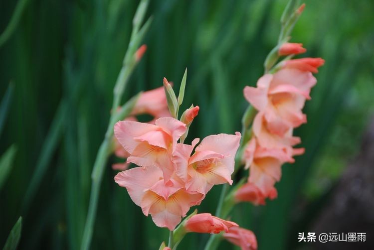 植物科学活动,第二十届公众科学日合肥