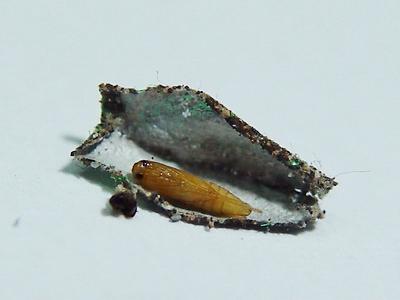 衣服放在衣柜里有白色的小虫子,衣柜中的衣服有小虫子要不要洗