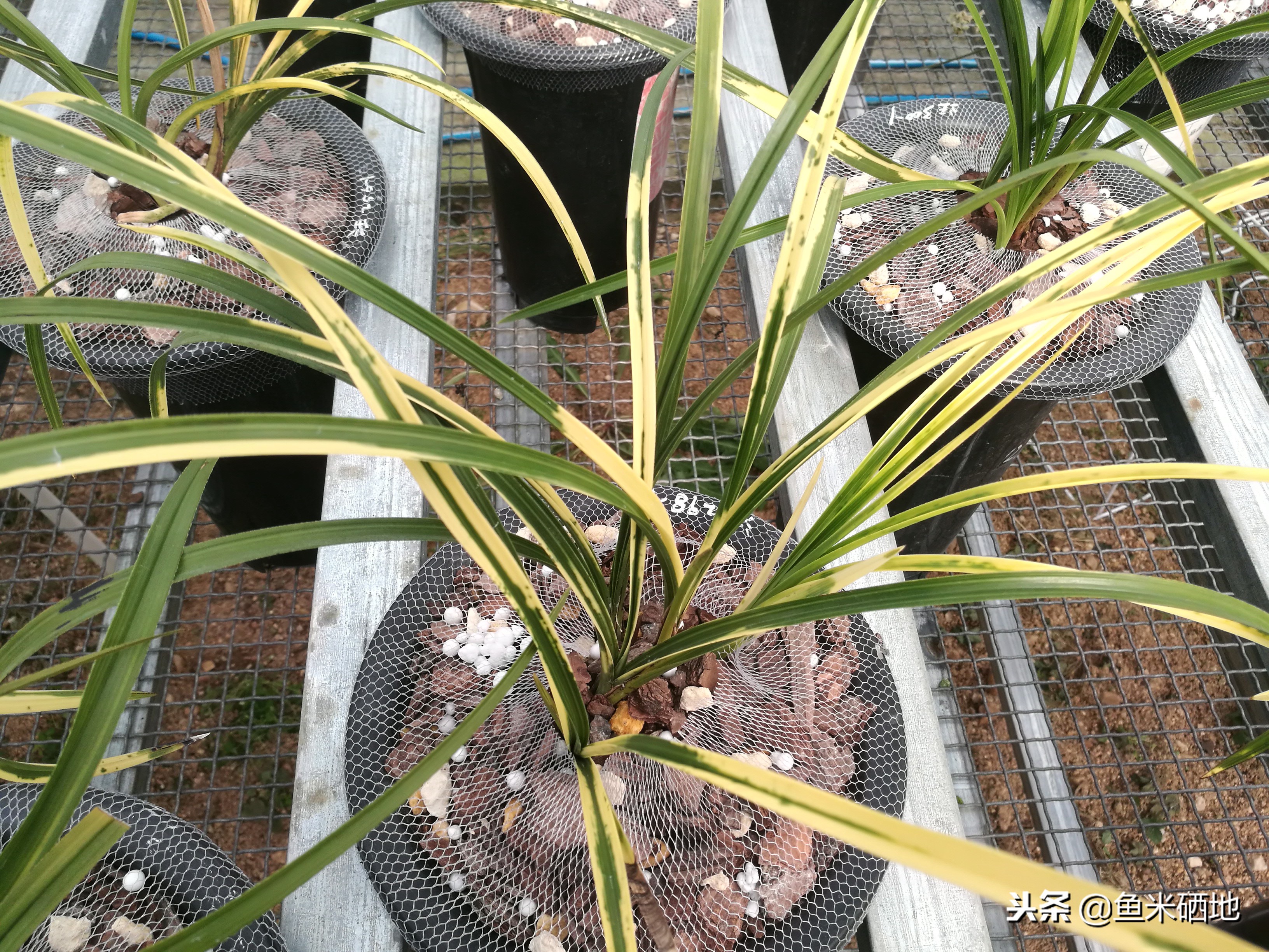 特别贵的兰花品种,价格贵的兰花